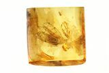 Fossil Planthopper (Fulgoroidea) In Baltic Amber #270629-1